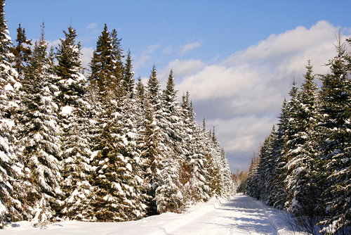 Snow-covered road winds through the forest in Maine.