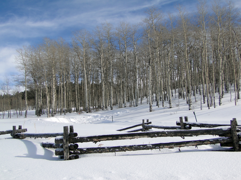 Snowy forest near Vail, Colorado